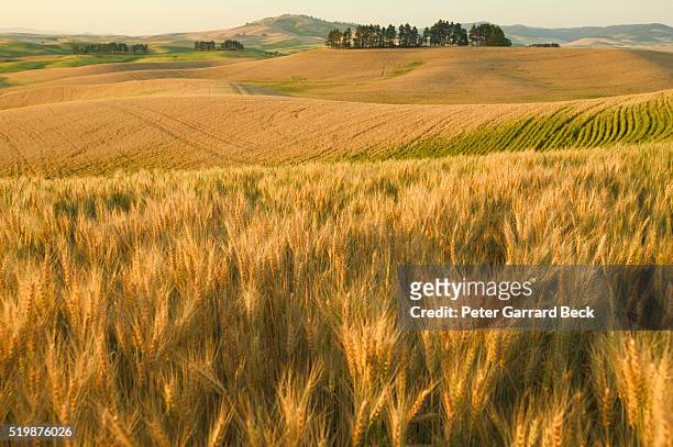 wheat fields - crb003458 stock pictures, royalty-free photos & images