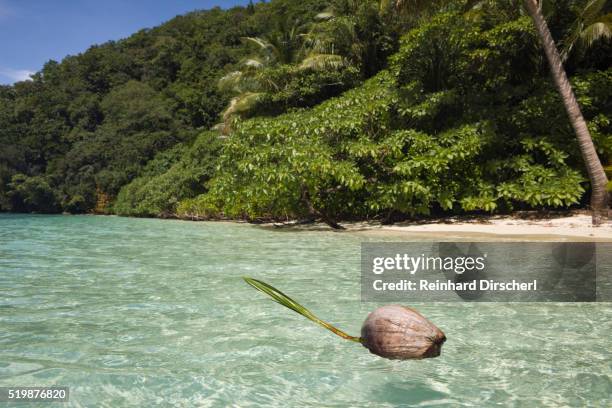 coconut floating in lagoon, micronesia, palau - mikronesien stock-fotos und bilder