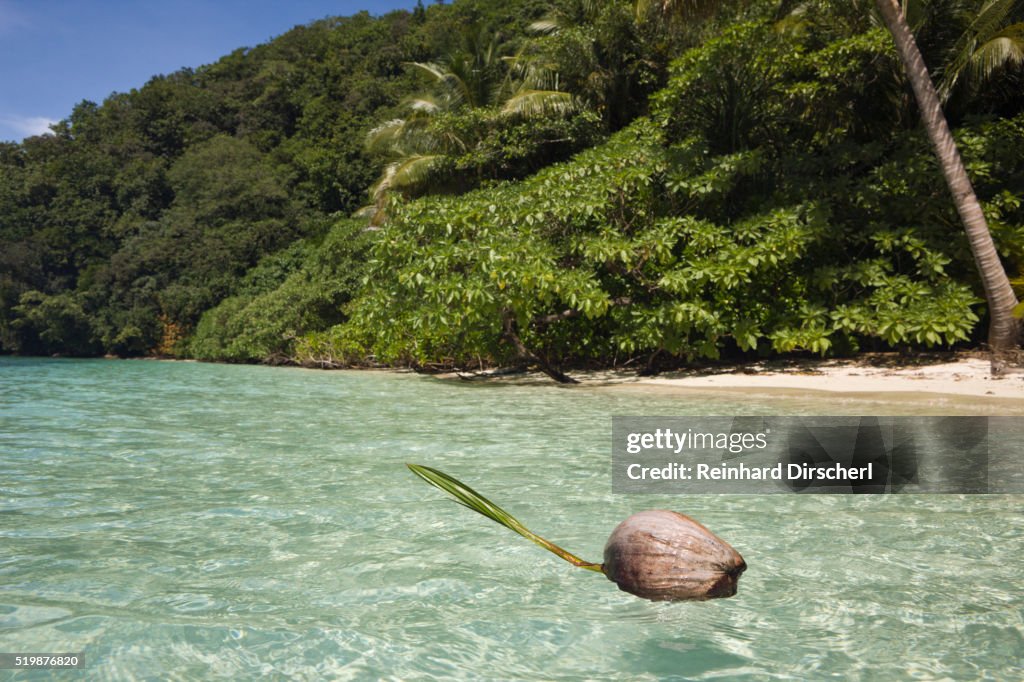 Coconut floating in Lagoon, Micronesia, Palau