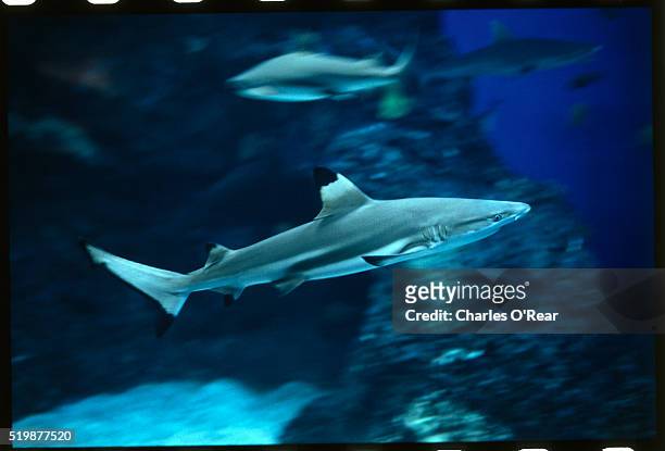 gray reef sharks - gray reef shark stock pictures, royalty-free photos & images