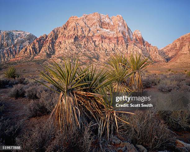 mount wilson - mojave yucca stock pictures, royalty-free photos & images