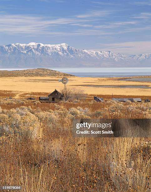 abandoned farm on the great salt lake - rabbit brush stock-fotos und bilder