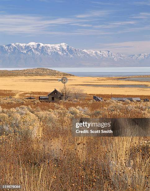 abandoned farm on the great salt lake - rabbit brush stock pictures, royalty-free photos & images