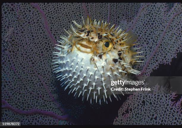 inflated porcupinefish - puffer fish stock pictures, royalty-free photos & images