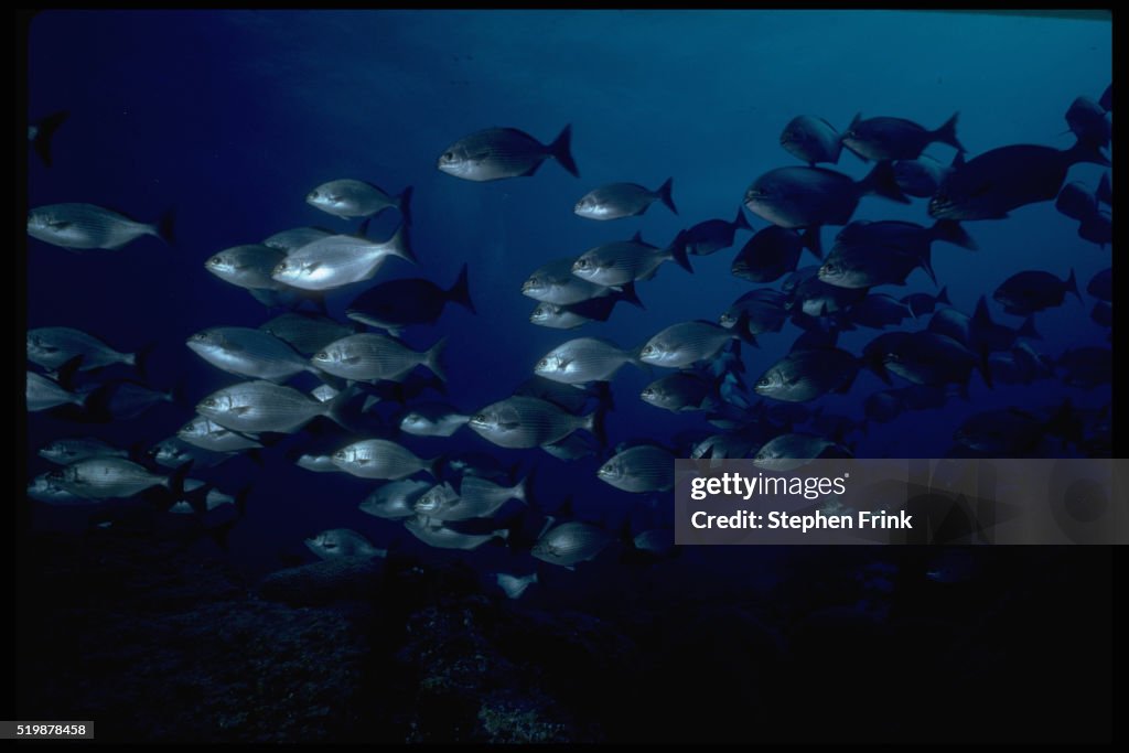 Bermuda Chub