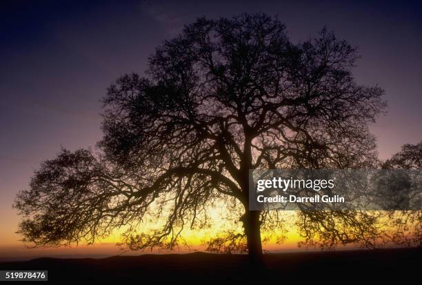 california black oak - fresno stock pictures, royalty-free photos & images