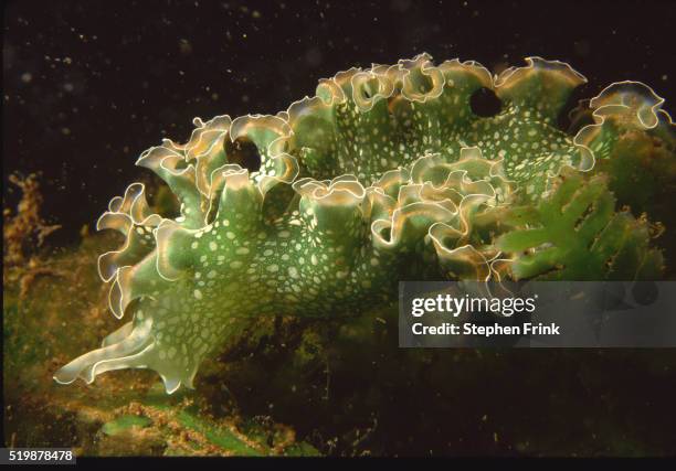 sea slugs - lettuce sea slug stock pictures, royalty-free photos & images