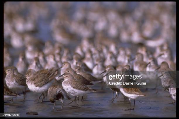flock of dunlins - dunlin bird stock pictures, royalty-free photos & images