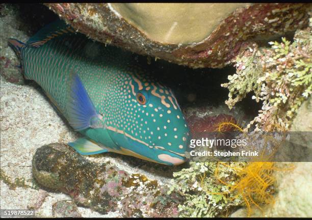 bicolor parrot fish - bicolour parrotfish stock pictures, royalty-free photos & images