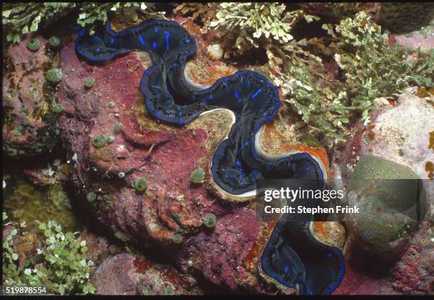 tridacna clam - giant clam stock pictures, royalty-free photos & images