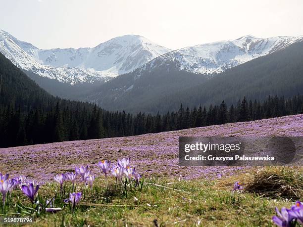 spring in the dolina chocho��owska, tatra mountains, poland - chocho stock-fotos und bilder