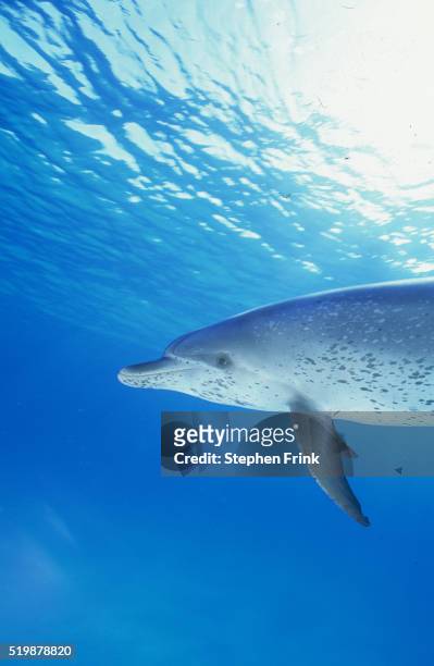 atlantic spotted dolphin - atlantic spotted dolphin stock pictures, royalty-free photos & images