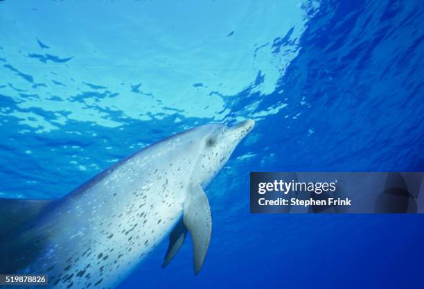 atlantic spotted dolphin - atlantic spotted dolphin stock pictures, royalty-free photos & images