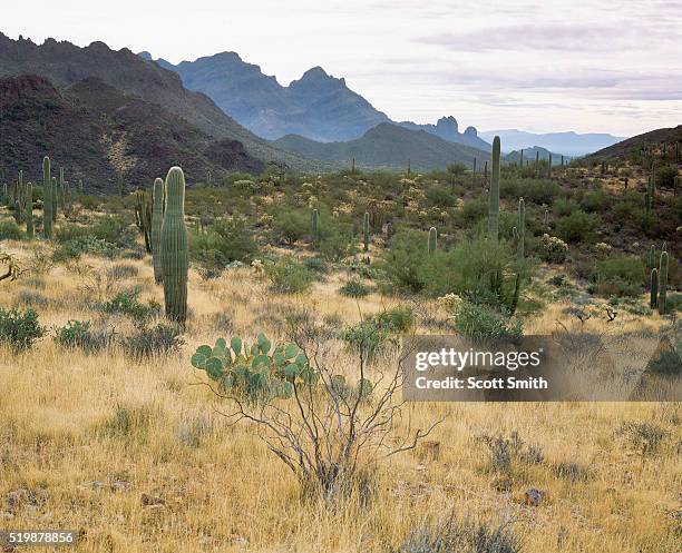 foothills of the ajo mountains - ajo - fotografias e filmes do acervo