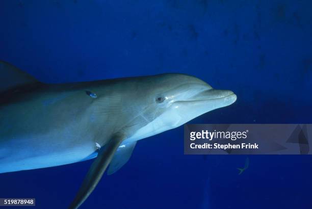 dolphin - atlantic spotted dolphin stock pictures, royalty-free photos & images