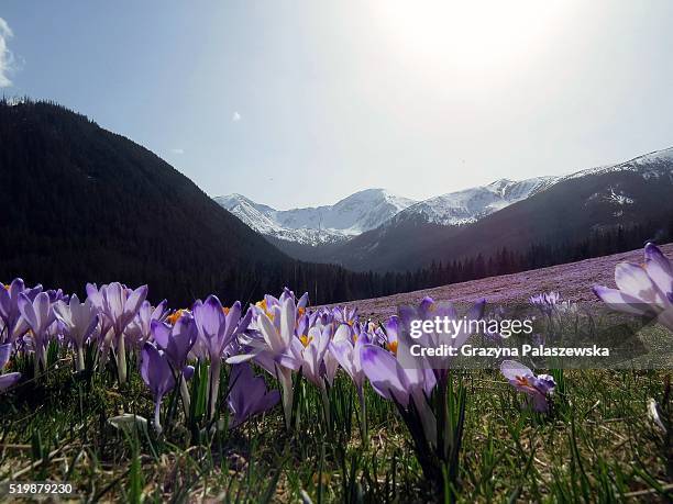 spring in the dolina chocho��owska, tatra mountains, poland - chocho stockfoto's en -beelden