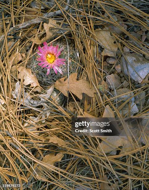 simpson's hedgehog cactus and leaves - gauja national park fotografías e imágenes de stock