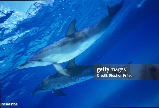 atlantic spotted dolphins - atlantic spotted dolphin stock pictures, royalty-free photos & images