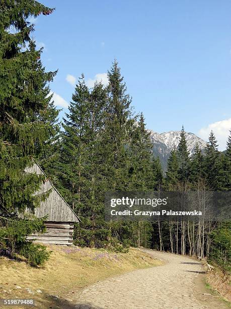 spring in the dolina chocho��owska, tatra mountains, poland - chocho stockfoto's en -beelden