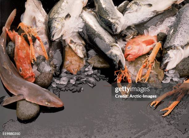 variety of freshly caught fish on ice - haddock stock pictures, royalty-free photos & images