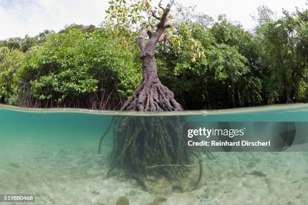 Prop Root Photos and Premium High Res Pictures - Getty Images