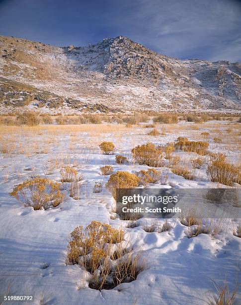 rabbitbrush in the snow - rabbit brush stock-fotos und bilder