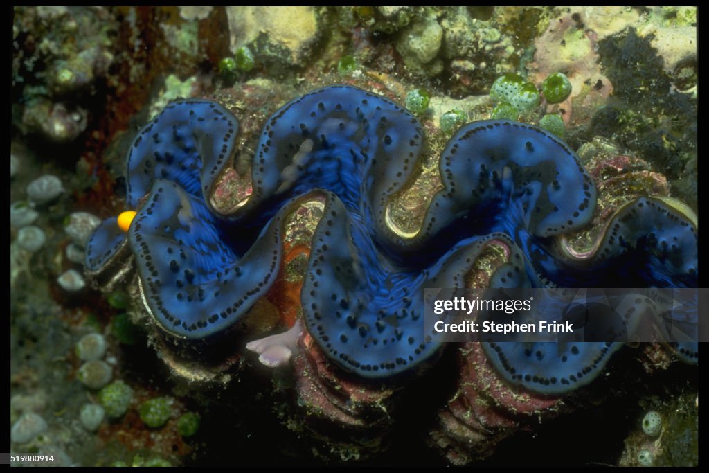 Tridacna Clam