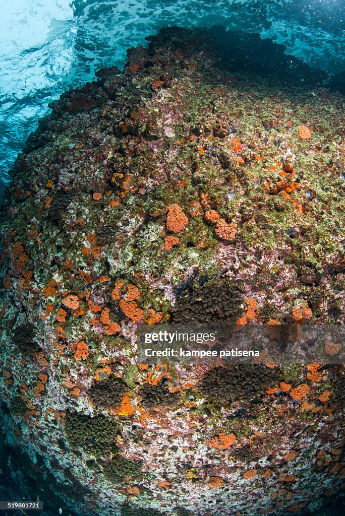 Rock with Warm Water Corals, Astroides calycularis