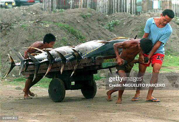 Fishermen haul their day's catch of yellow-fin tuna 30 July in the southern Philippine city of General Santos. General Santos, a largely Christian...