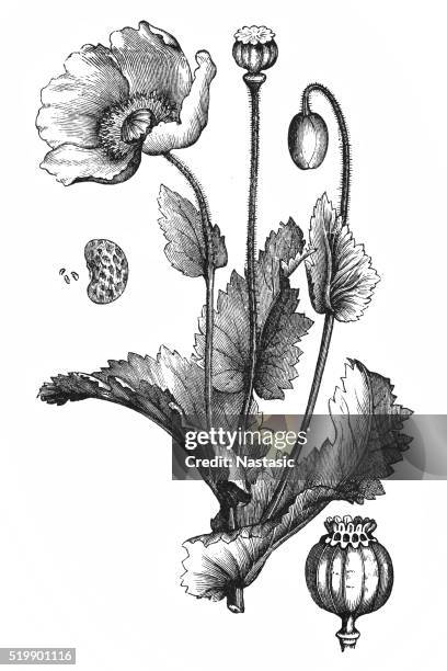 papaver somniferum (opium poppy) - opium poppy stock illustrations