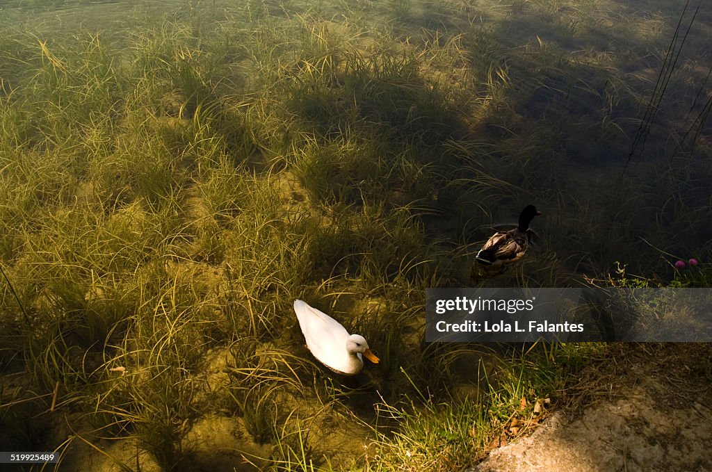 Pair of ducks swimming