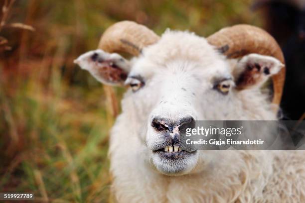 smiling sheep - animal teeth stock pictures, royalty-free photos & images