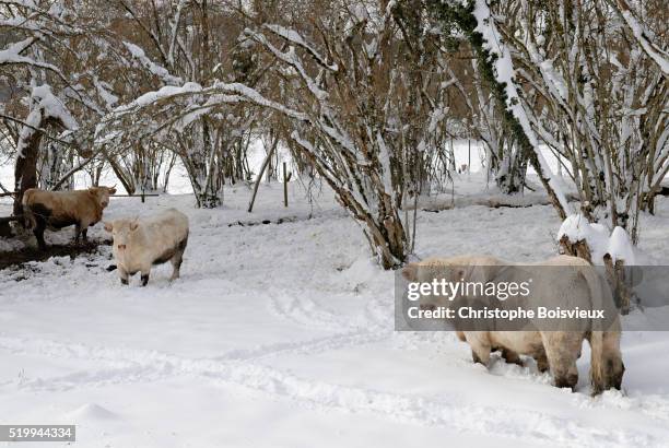 charolais cattle in the snow - charolais rind stock-fotos und bilder