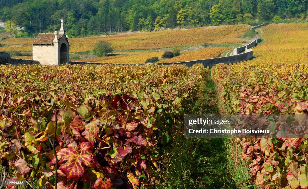 Gevrey-Chambertin Vineyard in Autumn