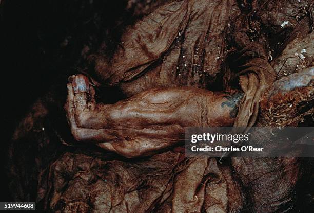 hand of the siberian ice maiden - dead body stockfoto's en -beelden