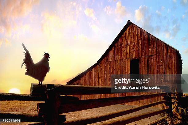 rooster on fence at sunrise - sprossenzaun stock-fotos und bilder