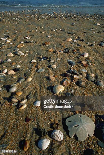 Ncsea Shells 253 North Carolina Sea Shells Stock Photos, High-Res Pictures, and ...