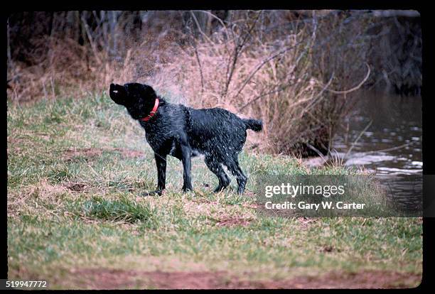 black lab shaking off water - caswell county stock pictures, royalty-free photos & images