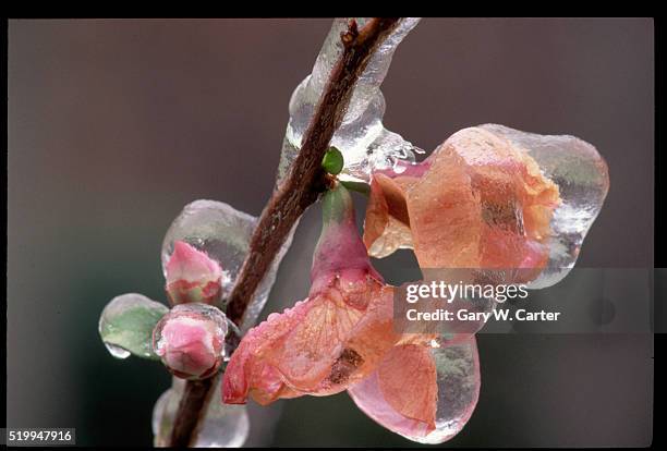 ice-covered flowers and buds - knospend stock-fotos und bilder