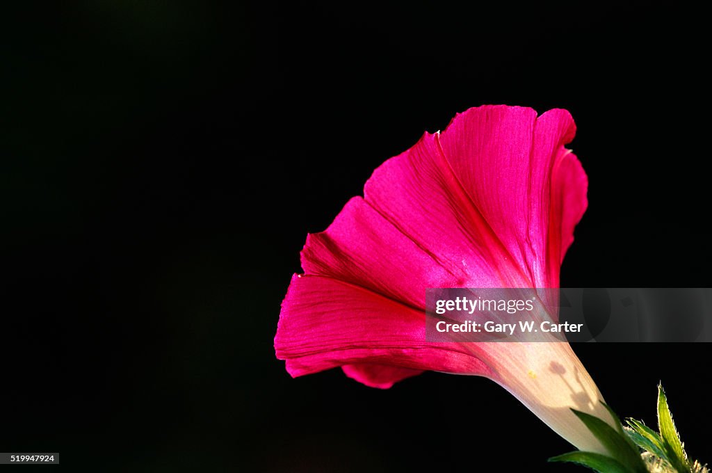 Morning Glory in Bloom