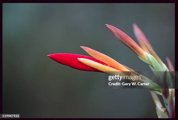 canna bud - canna lily stock-fotos und bilder