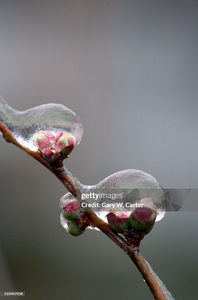 Ice-Covered Flower Buds
