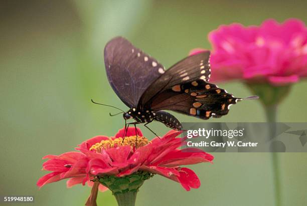 aristolochia swallowtail feeding on red flower - pipevine swallowtail butterfly stock pictures, royalty-free photos & images