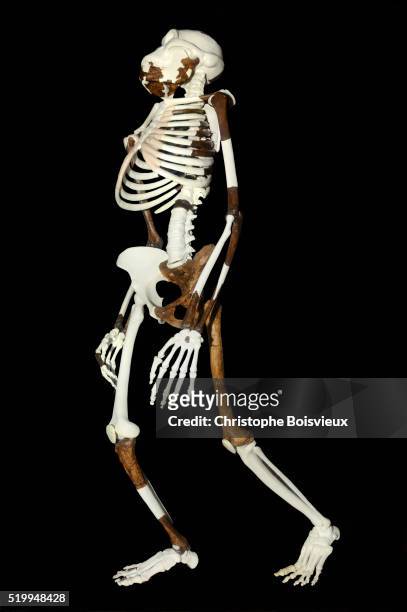 reconstructed skeleton of lucy at the national museum of ethiopia - australopithecus stock-fotos und bilder