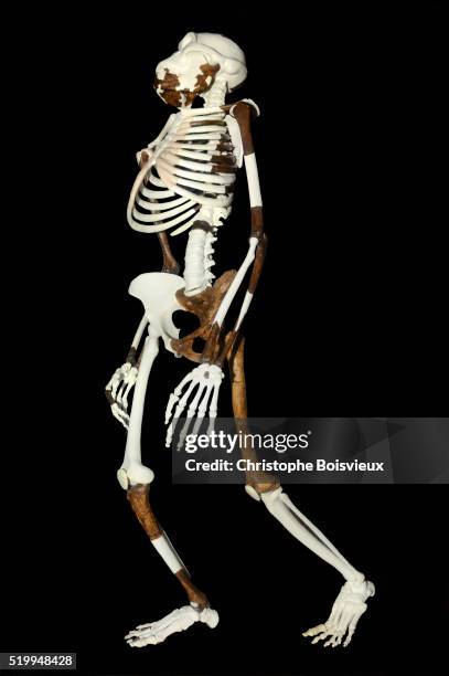 reconstructed skeleton of lucy at the national museum of ethiopia - animal skeleton stock pictures, royalty-free photos & images