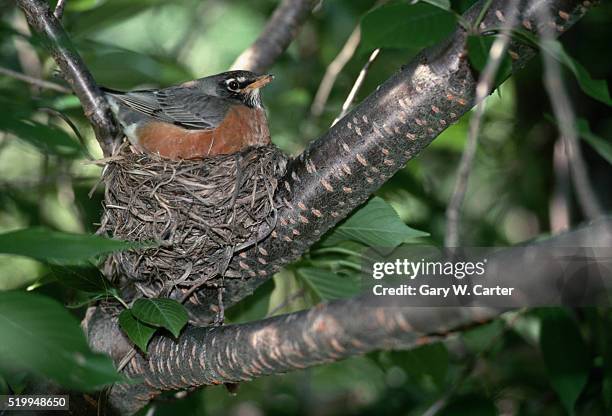 american robin in nest - american robin stock pictures, royalty-free photos & images