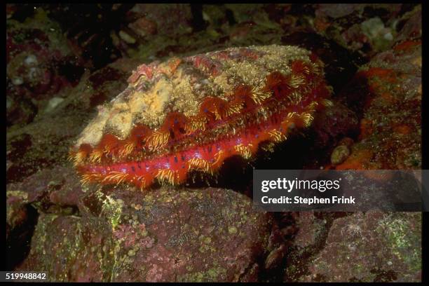 scallop in reef - jakobsmuschel stock-fotos und bilder