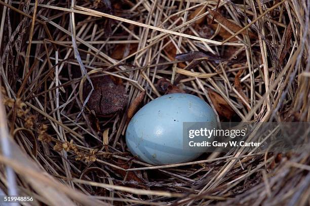 eastern bluebird egg in nest - eastern bluebird stock-fotos und bilder