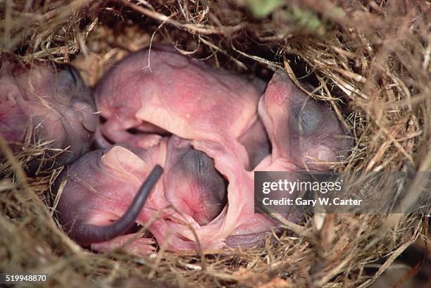 gray squirrel babies - gray squirrel foto e immagini stock