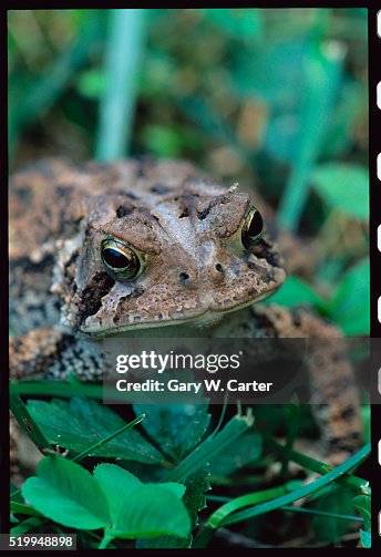 Southern Toad Southern Toad
